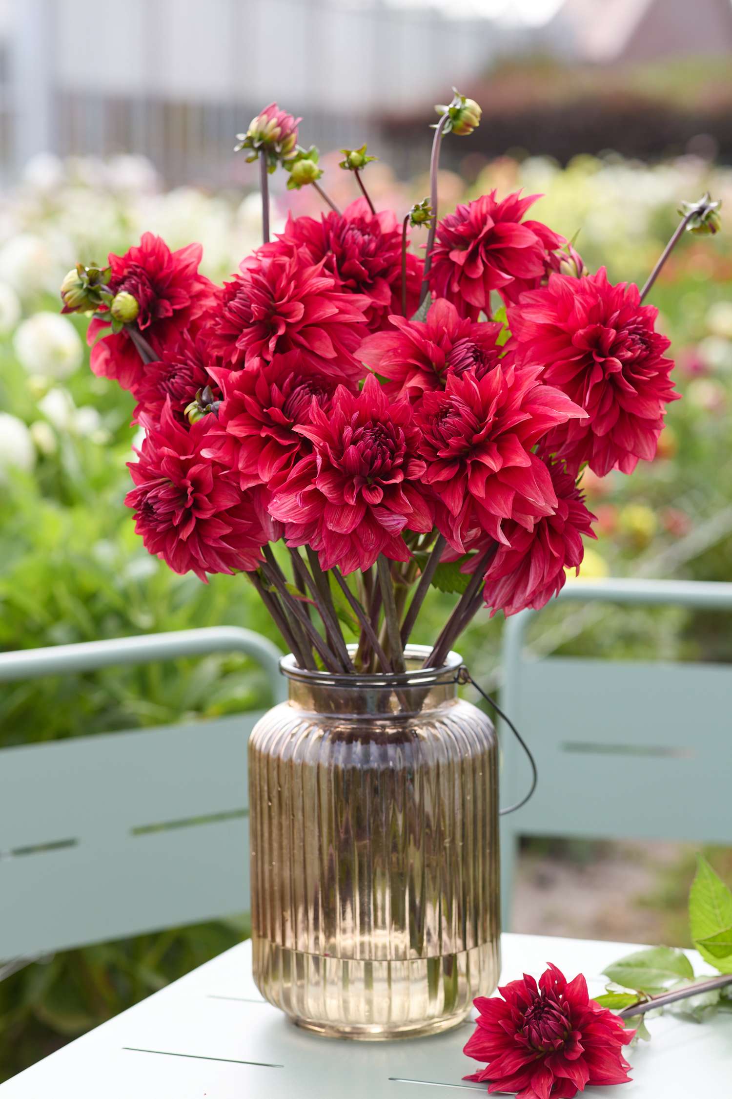 Dahlie ‘Amarone’